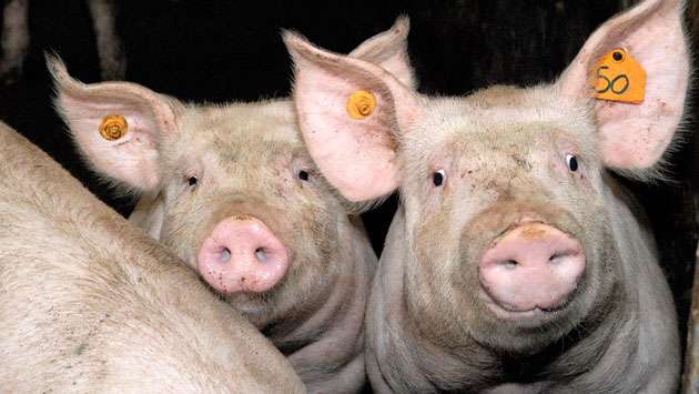 Animal Health Dept eases restrictions on African Swine Fever control