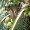 Coconut dropped by monkey kills man