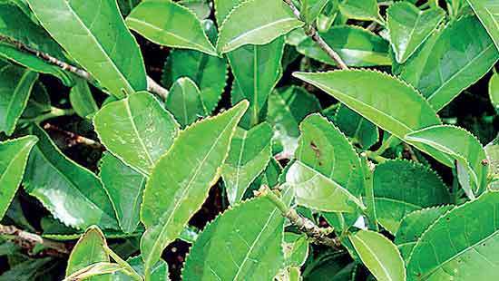 Tea auction holds firm as buyers shrug off Middle East uncertainty