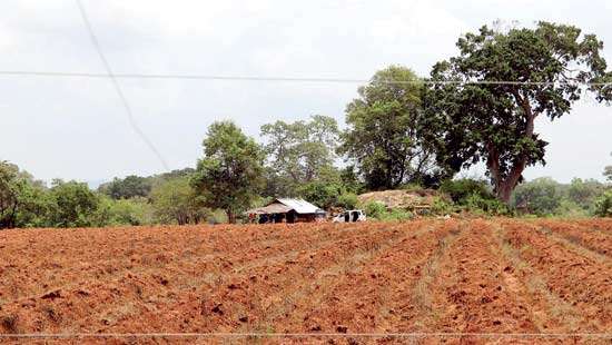 Spotlight on Wandama-Demaliya Forest Govt circular puts land sale project inside reserve on hold