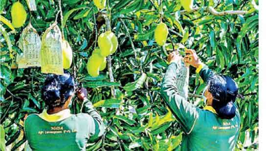 Nelna Agri to harvest 1 mn kgs of mangoes in 2023/2024 season