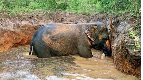 Wild elephant rescued  from unprotected well