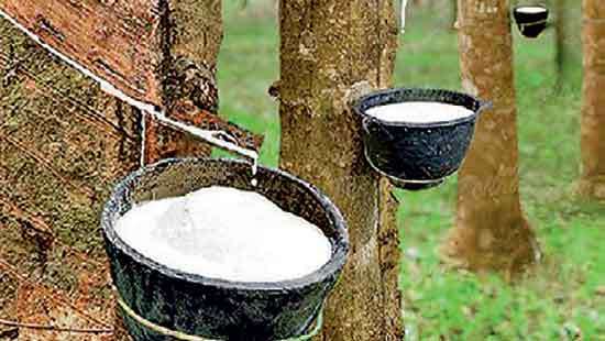 Sri Lanka’s rubber market grapples with climate impacts