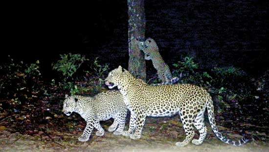 Endangered no more…  ‘Vulnerable leopards’  treading with caution!