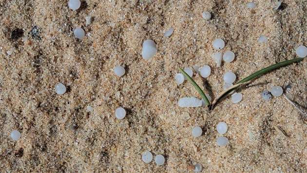 Elsa 3 pellet cleanup expanded along Sri Lanka coast