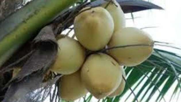 Govt. braces for coconut products imports