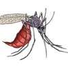 Sri Lanka’s dengue battle at a crossroads