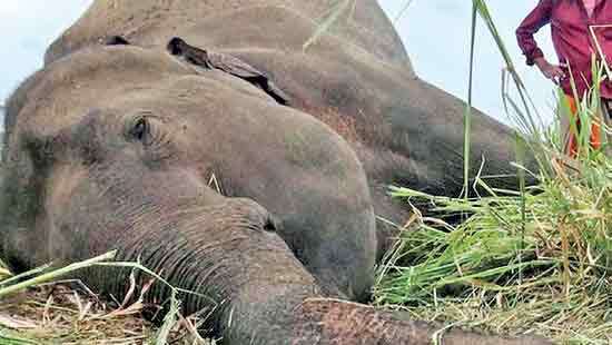 Over 100  Wild Elephant deaths  in four months: One death a day
