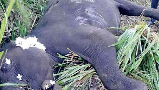 Elephant knocked down by motor car