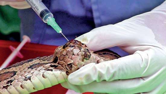Rare surgery saves viper in Kandy with unusual growth
