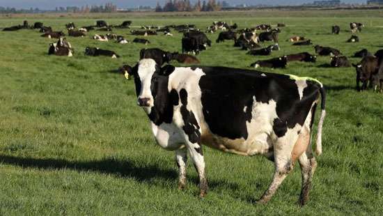 New Zealand proposes cow, sheep burp tax to curb emissions