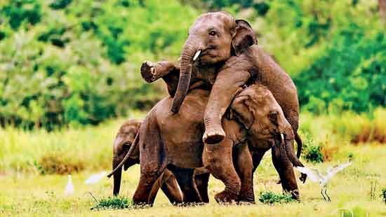 Alliance Française de Colombo Stories of Survival Wilderness in Focus
