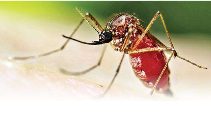 Western Province hit hardest by Chikungunya surge
