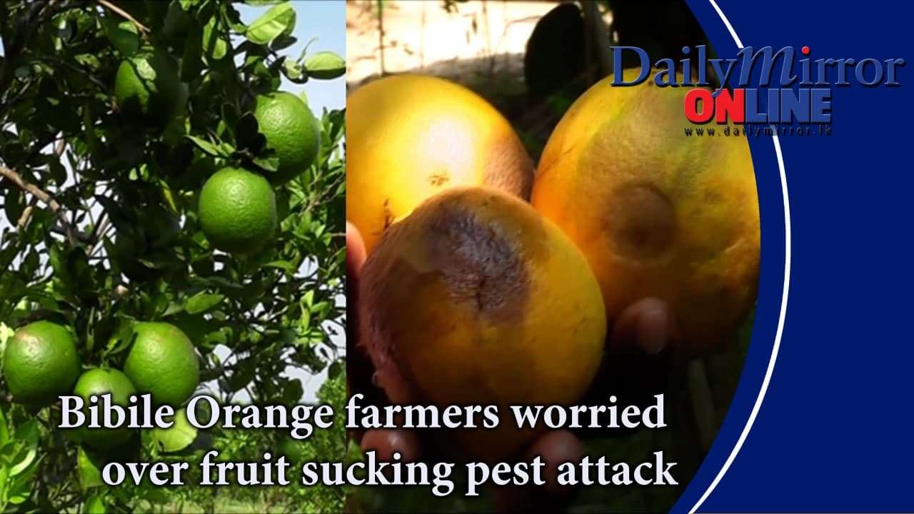 Bibile Orange farmers worried over fruit sucking pest attack