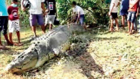 Search operations underway to identify suspects 17-foot long saltwater crocodile ‘TYSON’  killed in Nilwala River