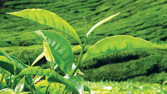 SL to export tea to Iran to settle outstanding oil payments