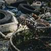 Dengue surge as thousands of breeding sites found in major national inspection drive