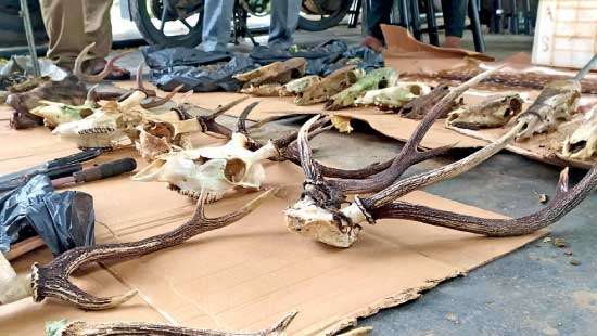 Large-scale poaching racket busted