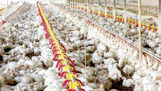 Poultry and dairy industries on the verge of collapse: SLVA