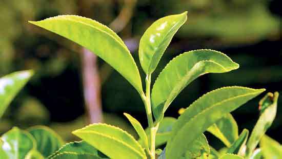 Offering increases at Colombo Tea Auction this week