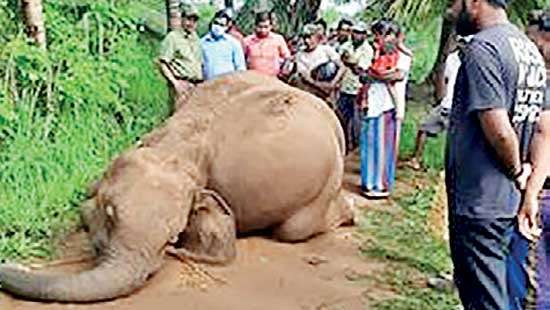 Another Wild elephant electrocuted