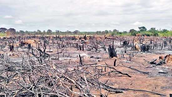 Wanathawilluwa forest clearance: Whodunit?