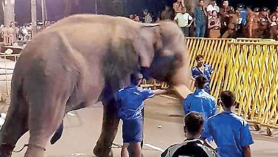 Woman injured after elephant runs amok in Kandy Perahera