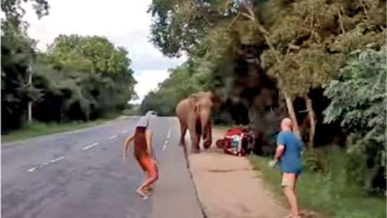 Tourists Encounter Wild Elephant during National Park Visit