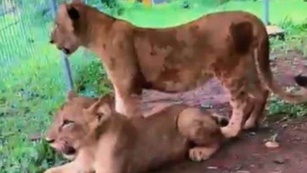 Final weekend to see Dehiwala Zoo’s lion cubs up close