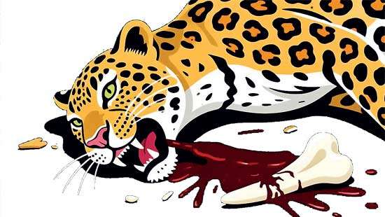 Leopard killed and teeth removed