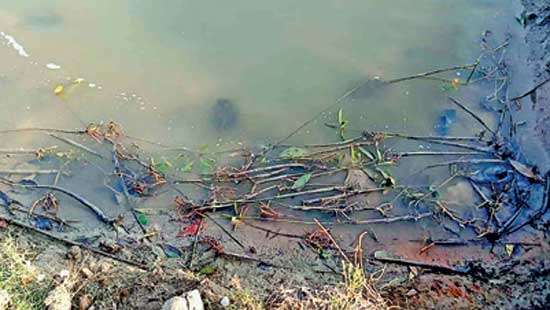 Vandals uproot 1,000 mangrove saplings overnight