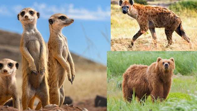 Sri Lanka receives brown bears, hyenas, and meerkats from UAE