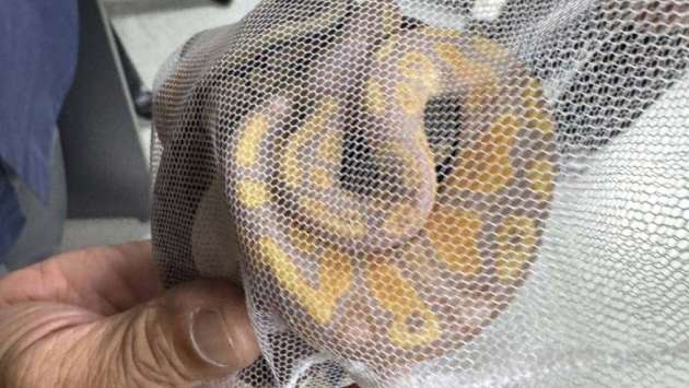 Sri Lankan arrested at Bangkok airport for smuggling snakes in underwear