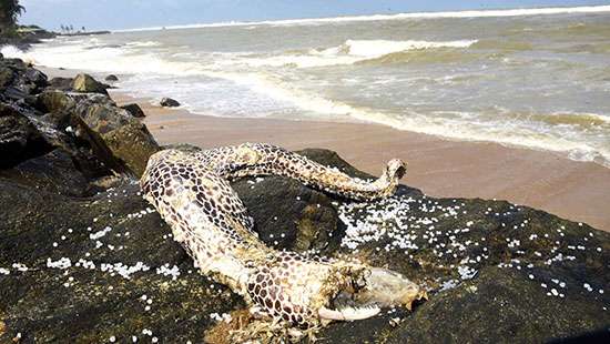 A dead moray eel on the beach