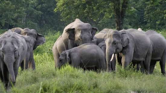 Death on the elephant corridor