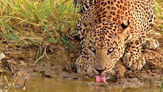 Sri Lanka Leopard Day applause for efforts  by conservationists to conserve an iconic species