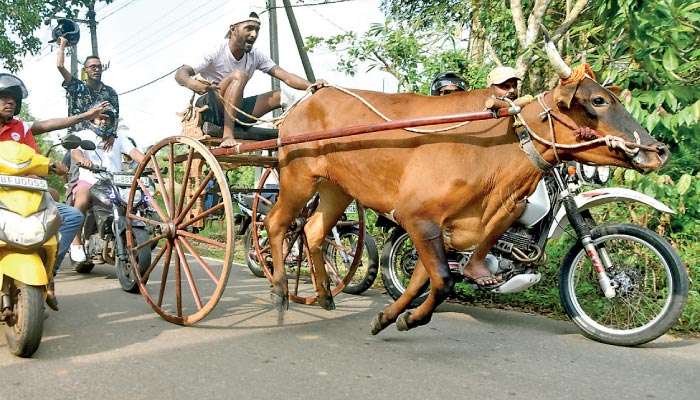 Avurudu hackery race: Wild elephants pull down historic Bo tree in Mahakumbukkadawala