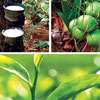 Paddy, tea and coconut production drops, fuelling inflation concerns