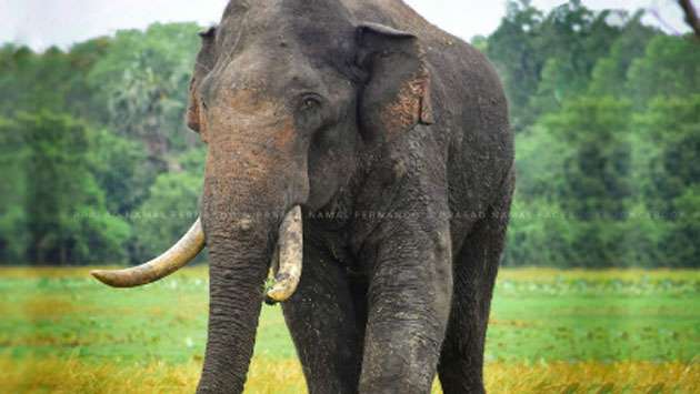 Tusker Agbo shot in the eye with catapult, youth arrested