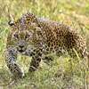 Wet zone hill country leopard population is increasing
