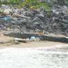 No proven ways to stop crocodiles from reaching shore: Official