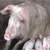 Veterinary health certificate a must when transporting pigs