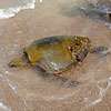 More than 100 turtles found dead