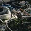 Dengue threat to continue till mid-August: Health Minister