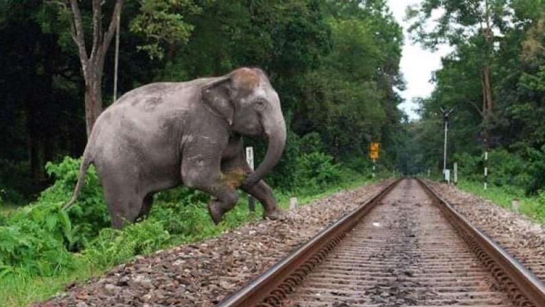 Measures being planned to prevent elephants being knocked down by trains: GMR