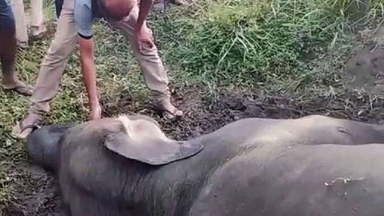 Four jumbos killed in train collision