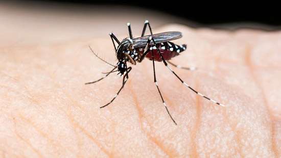 Children represent 30 percent of total Dengue cases