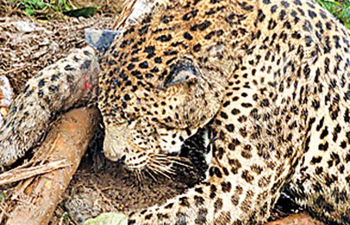 Hill Country leopard dies due to lack of treatment