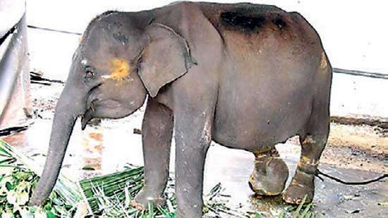 Tamed elephants  face worrisome future