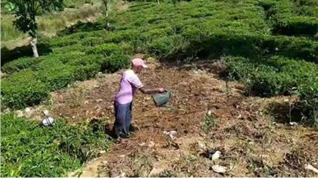 Drought affects tea cultivation